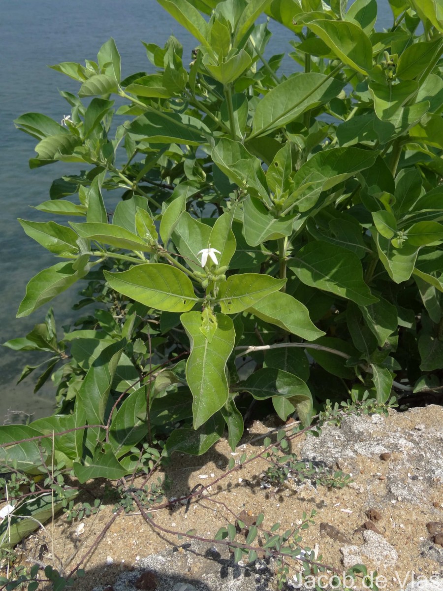 Morinda coreia Buch.-Ham.